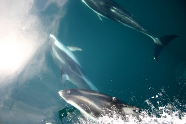 The more the merrier